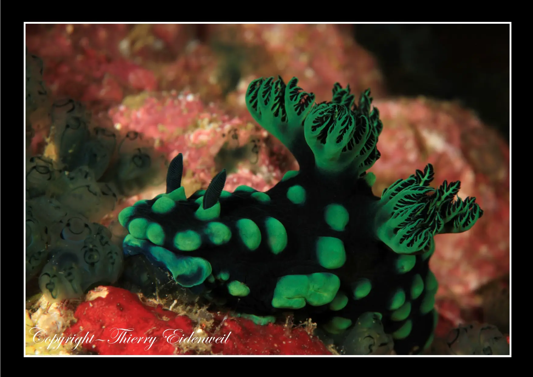 Anilao Macro Dive Media Highlight